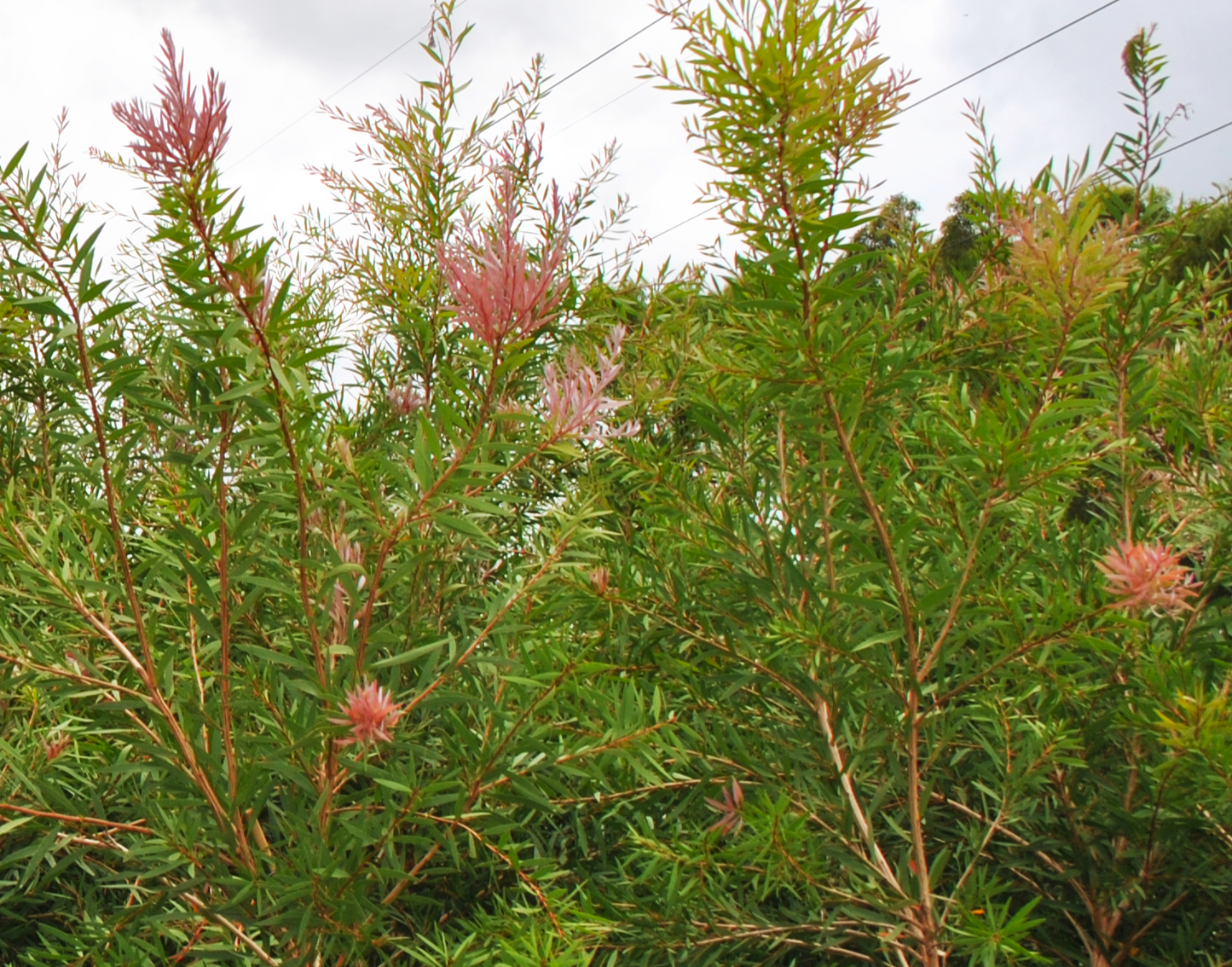Close-up of Pink Bottlebrush flowers, with their striking pink hues and filamentous textures, highlighting their appeal as a native Australian specimen plant.