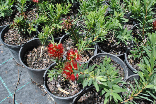 Beautiful red flowers on the Callistemon Little John shrub