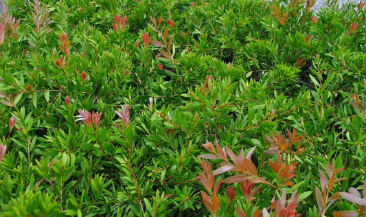 Bright green foliage and light red of Callistemon reeves pink