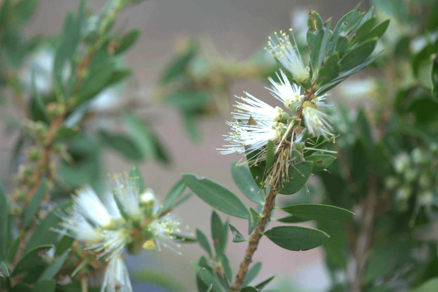 Fluffy white flower with yellow tips and green foliage on the Callistemon citrinus White Anzac