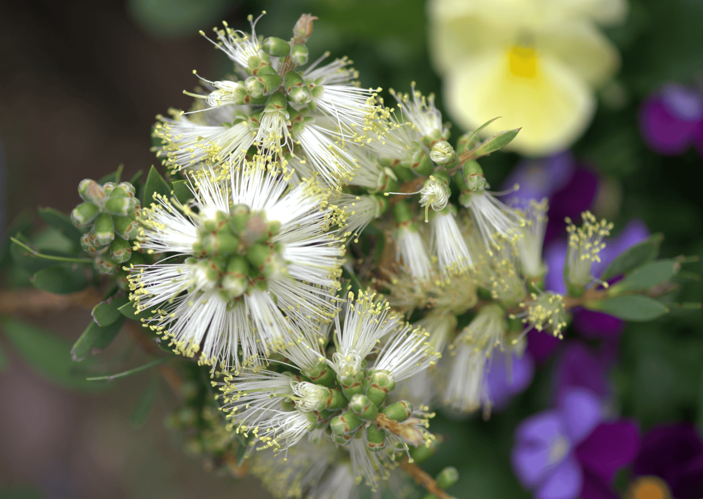 Close up photo of the small green buds and fluffy white flower with yellow tips on the Callistemon citrinus White Anzac