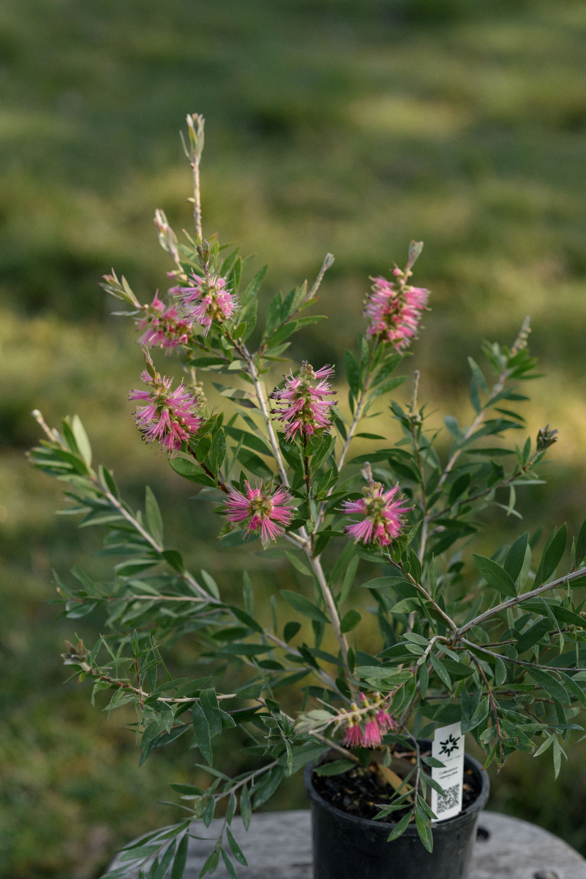 A potted pink native flowering plant with delicate pink brush-like blooms and green leaves, shown in a black nursery pot outdoors on a stone surface with a blurred green background.