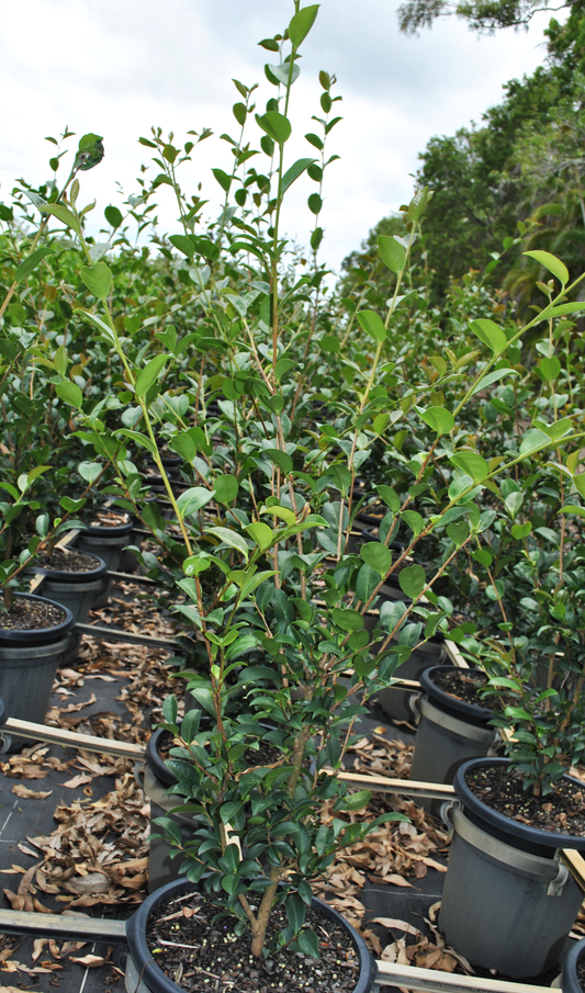 Nursery setting with Camellia 'Jennifer Susan' featuring their characteristic glossy green leaves