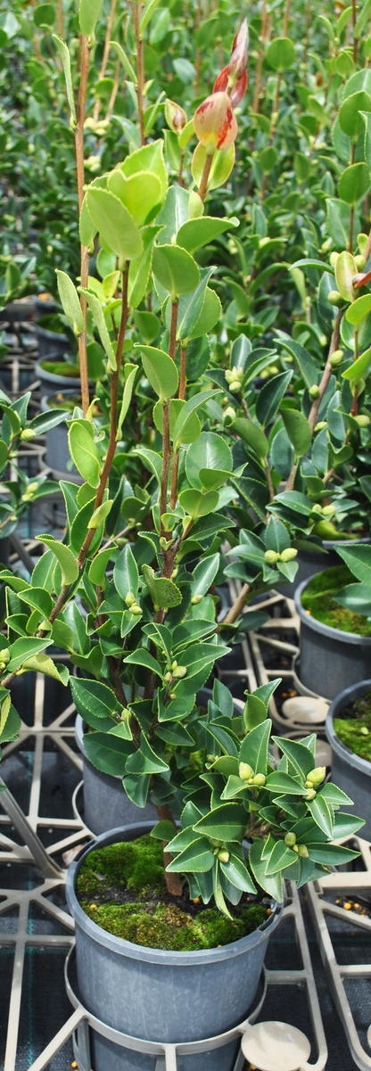 Full view of a potted Camellia Sasanqua 'Shell Pink', displaying its lush, green foliage and budding flowers, ideal for enhancing eco-friendly garden aesthetics in South East Queensland.