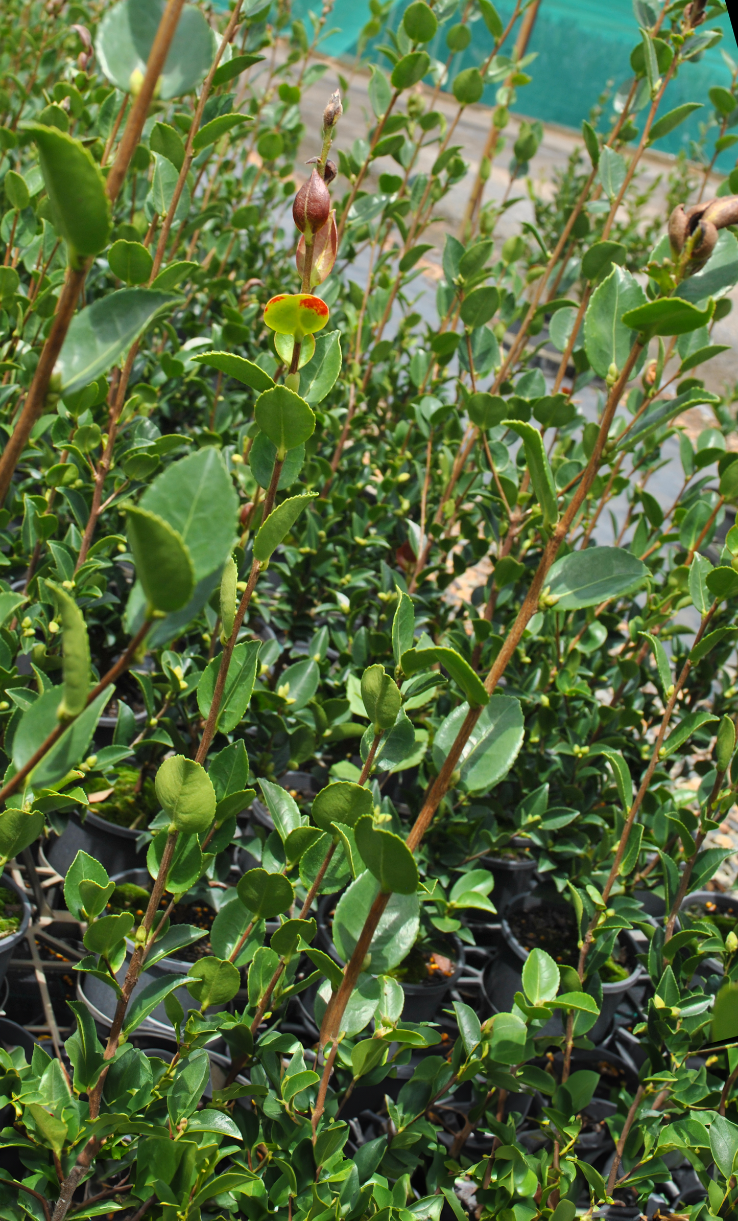 Camellia Sasanqua 'Shell Pink' in close-up, featuring glossy green leaves and a delicate pink bloom, exemplifying its charm for Queensland gardens.