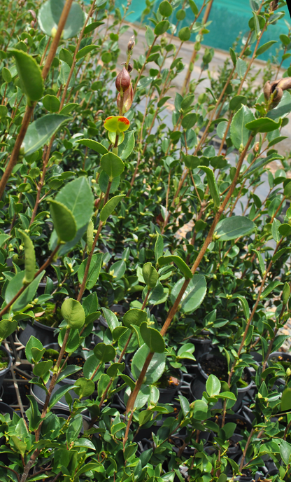 Camellia Sasanqua 'Shell Pink' in close-up, featuring glossy green leaves and a delicate pink bloom, exemplifying its charm for Queensland gardens.