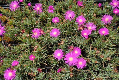 Vivid display of pink Carpobrotus glaucescens flowers in full bloom, densely covering the nursery trays, with their succulent green leaves providing a lush background.