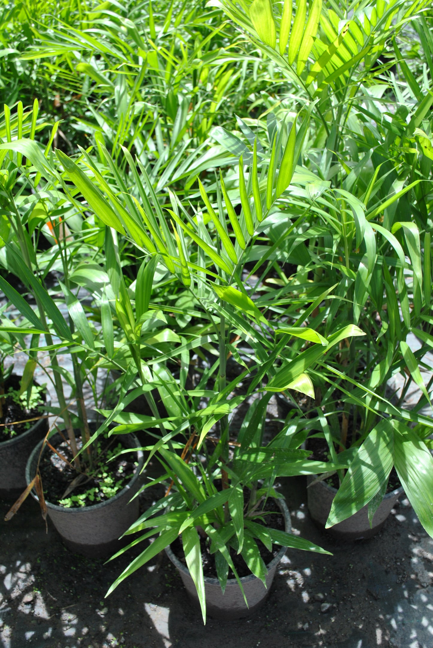 Many Chamaedorea atrovirens 'Cascade Palm' plants together creating a tropical feel