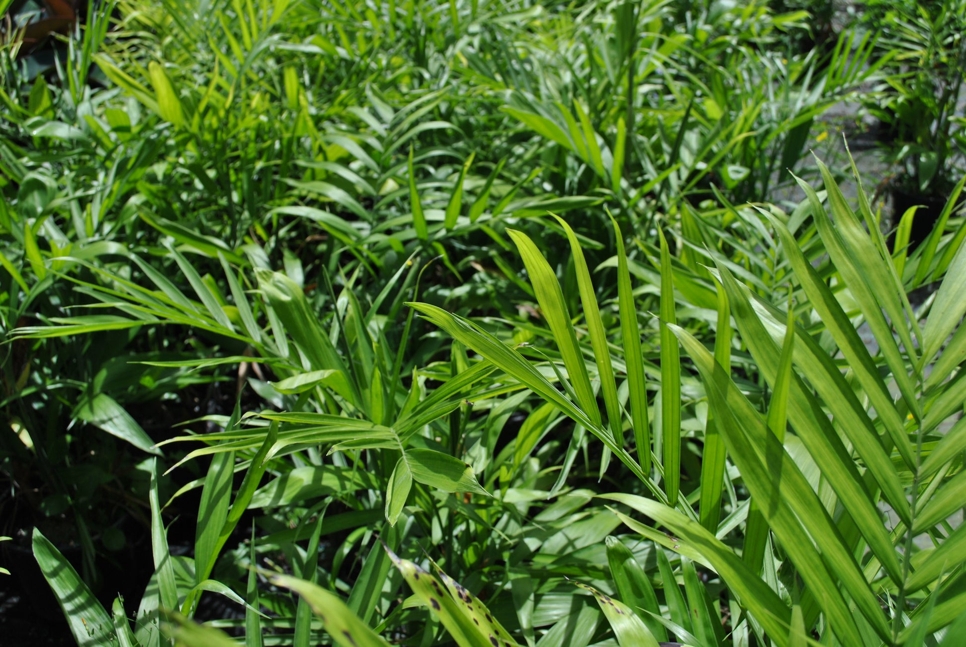 parlor palm outdoor Cascade Palm / Parlor Palm (Chamaedorea Atrovirens) Livable Garden Centre
