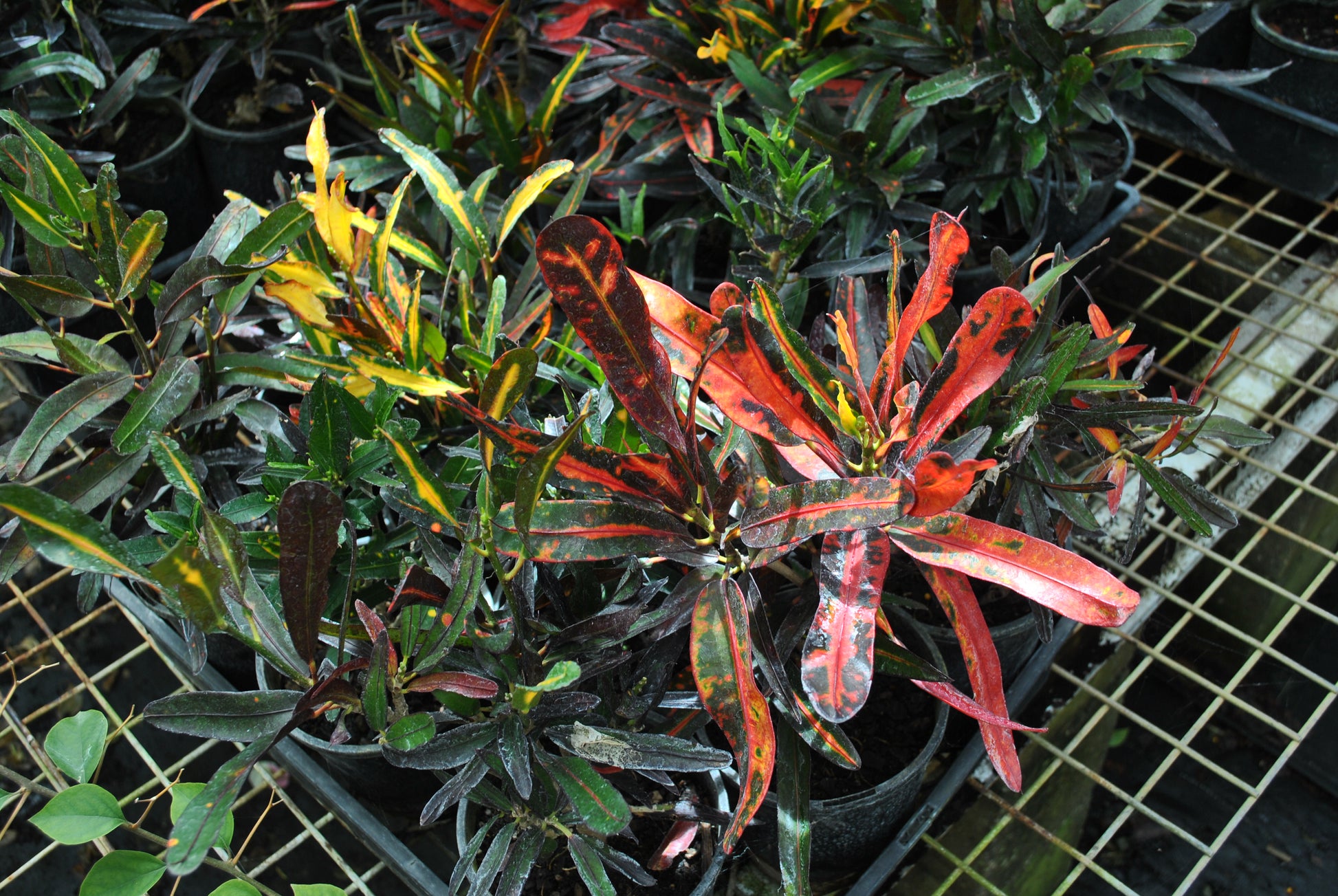 Close up photo of the spectacular red, yellow and dark green coloured foliage on the Codiaeum variegatum. Various species depicted