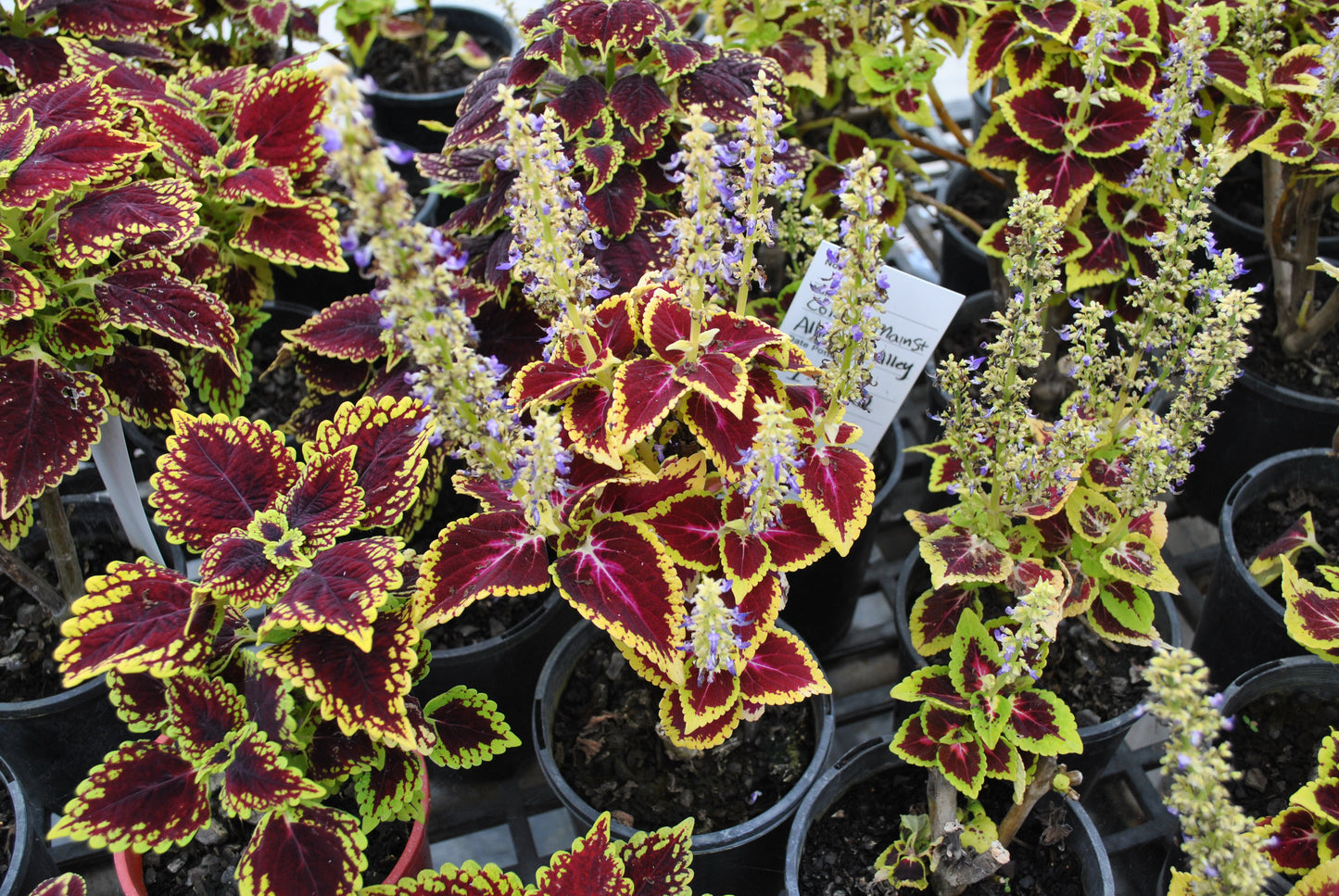 Colourful variety of Coleus plants with purple stemmed flowers and varying shades of red and green foliage