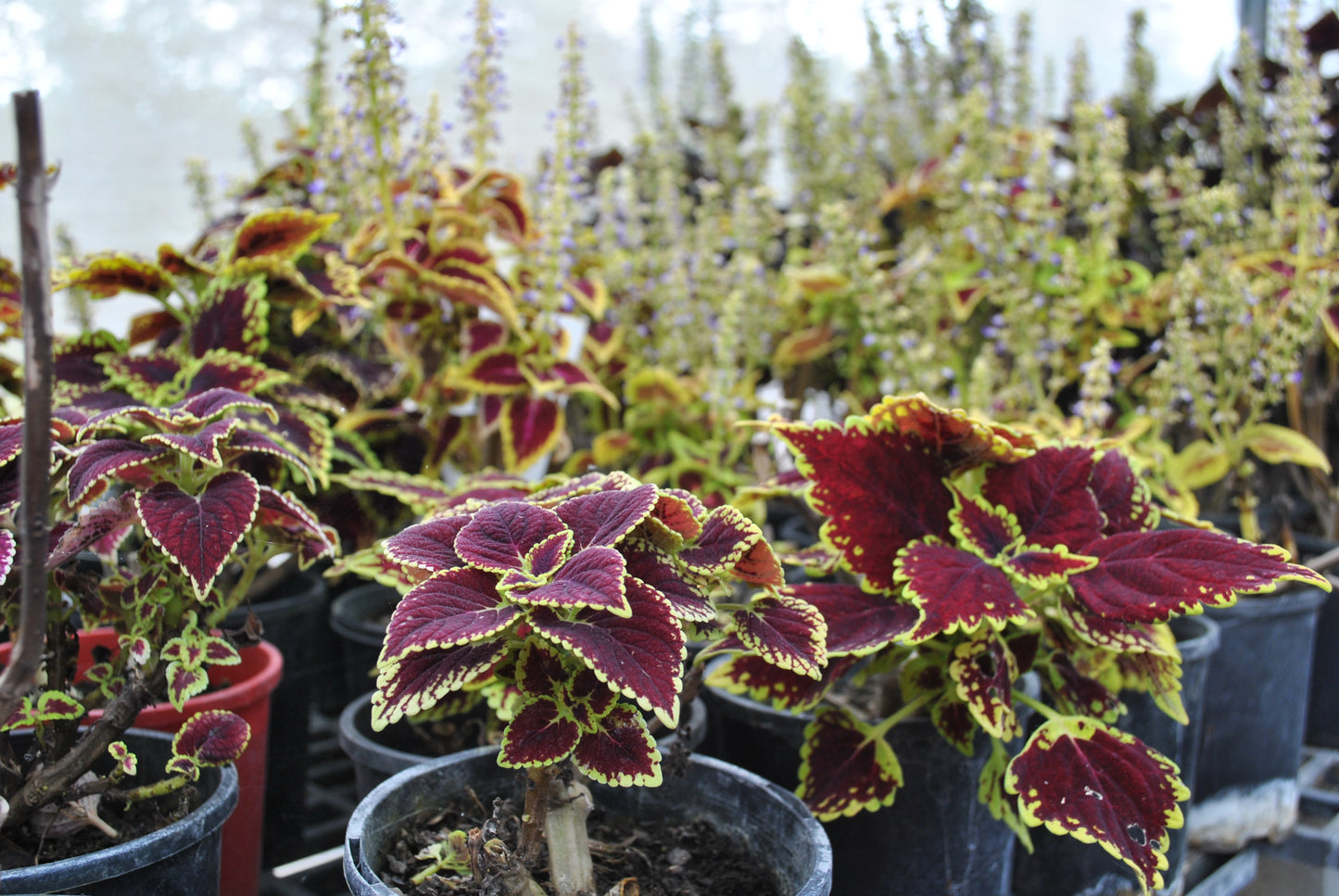 Colourful variety of Coleus plants with purple stemmed flowers in the background and varying shades of red and green foliage