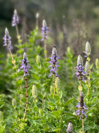 The Orchard Friends Plant Pack features tall green plants with elongated stems topped by clusters of vivid purple flowers. These striking blooms attract pollinators, making them ideal for wildlife gardens, while their lush foliage enhances any outdoor space.