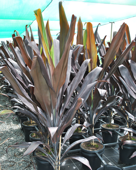 Vibrant arrangement of Cordyline Fruticosa 'Negra' plants in pots, showcasing their lush, deep purple foliage, ideal for adding a touch of elegance to tropical landscapes in South East Queensland.