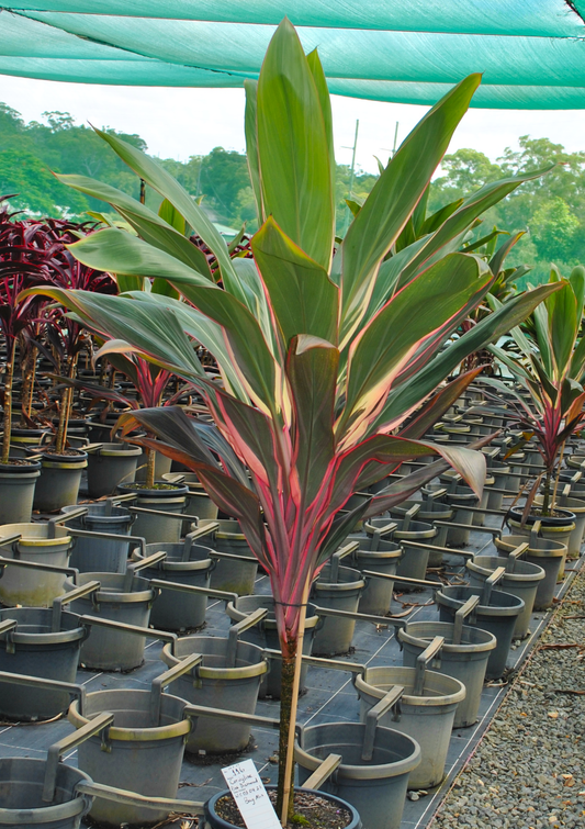 Extensive display of Cordyline 'Pink Diamond' at a nursery, with plants featuring distinctive pink-striped foliage, perfect for tropical and subtropical landscapes in South East Queensland.