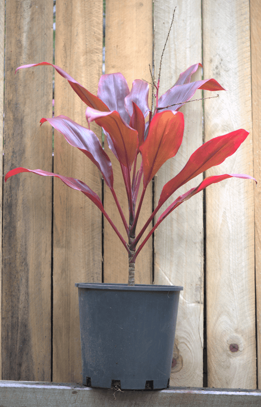 Beautiful red foliage on the cordyline fruticosa rubra