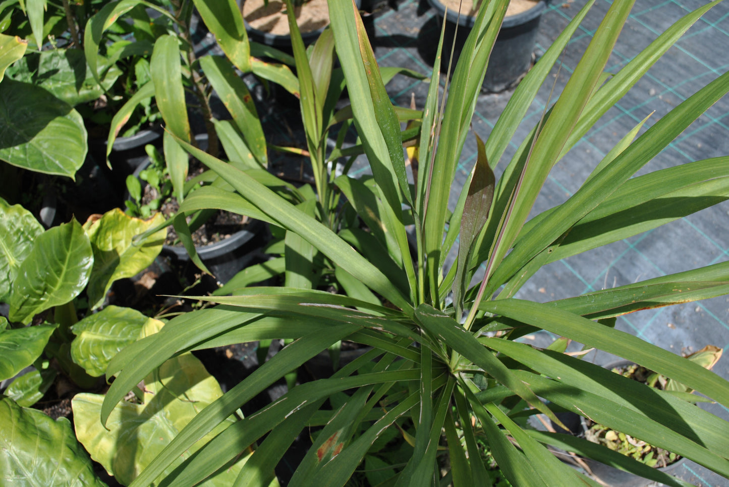 Long slender leaves of the Cordyline stricta 'Slender Palm Lily'