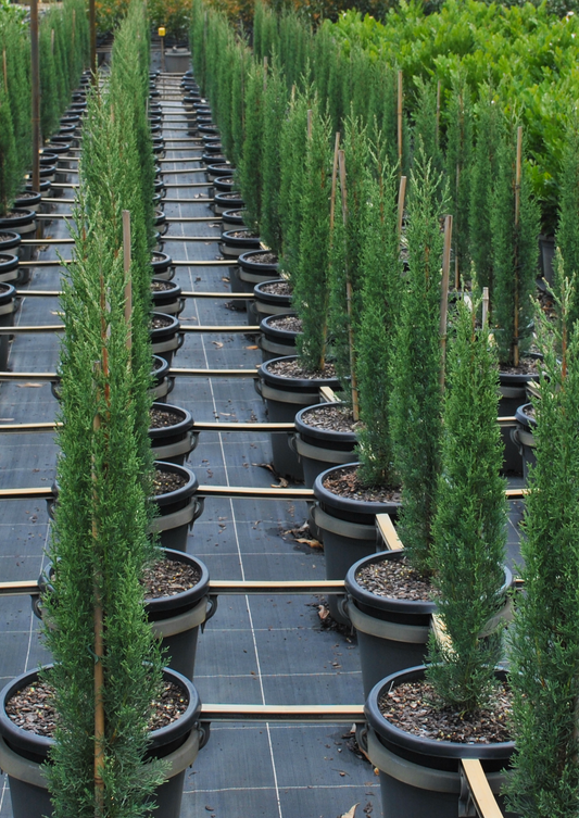 Rows of potted Cupressus Sempervirens in a nursery, displaying the elegant, upright growth habit that makes them a popular choice for formal garden designs in South East Queensland.