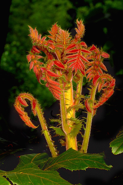 Beautiful orange and yellow foliage of the Davidsonia pririens