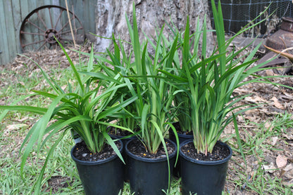 Dianella caerulea, commonly known as blue flax-lily, thriving in garden pots