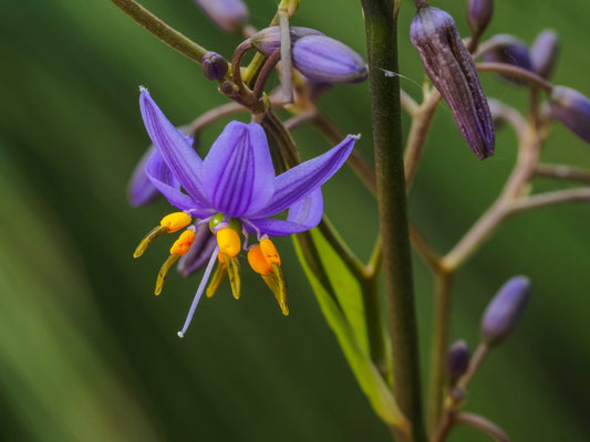 Close up photo of the purple and yellow foliage of the Dianella caerulea 'Paroo lily'