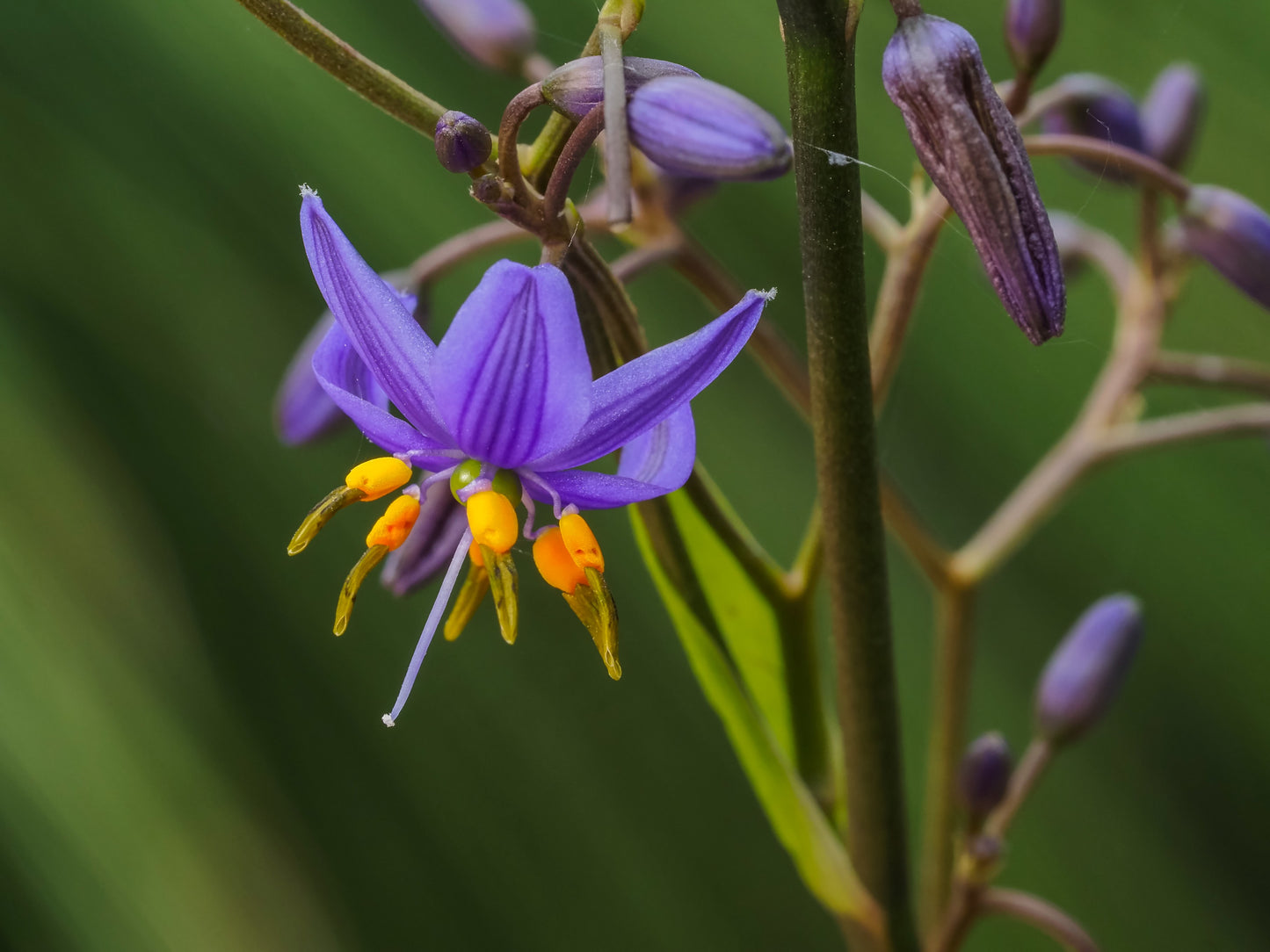 Beautiful Dianella caerulea flower with purple petals and contrasting yellow and orange anthers. Photo courtesy of H Miles