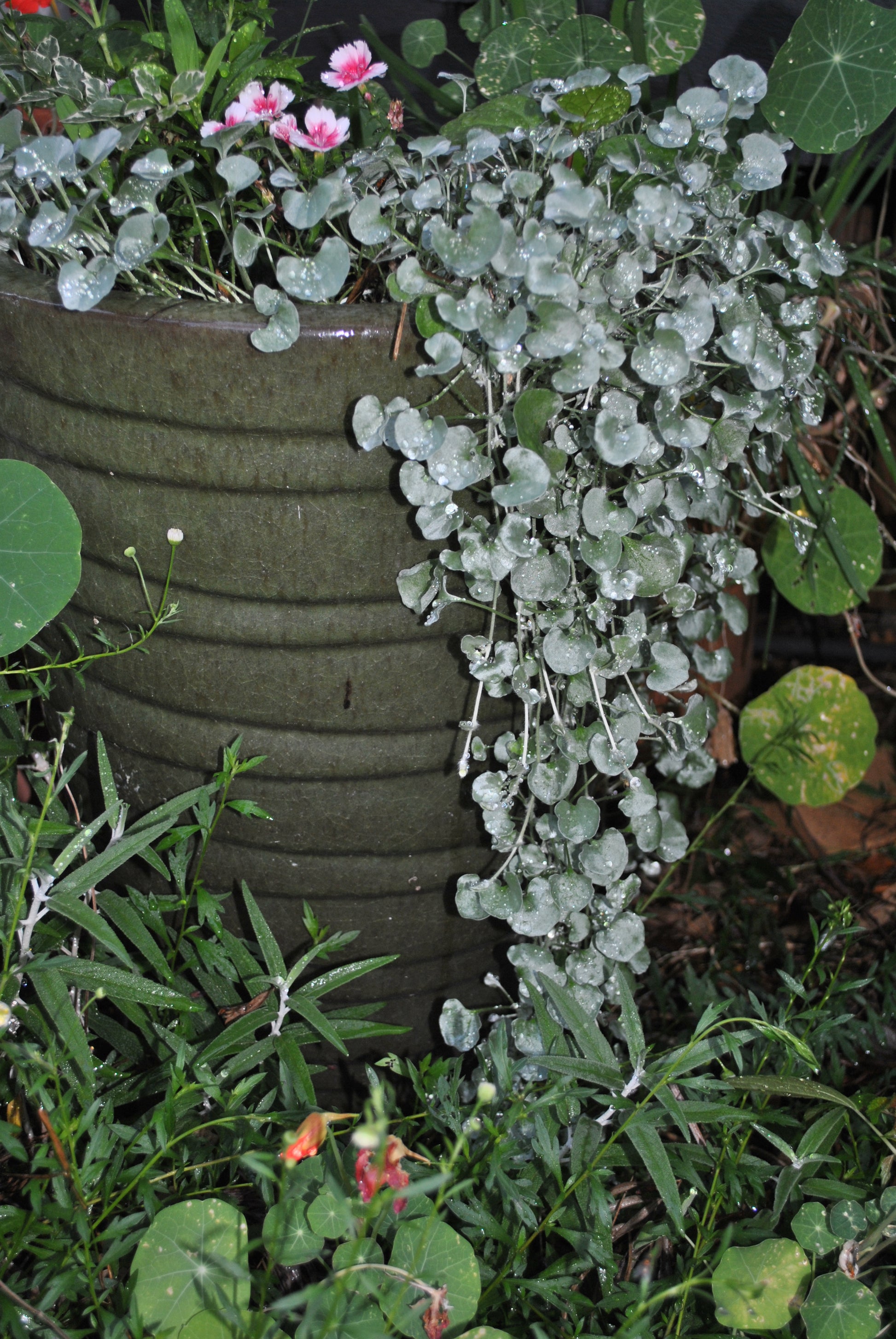 Cascading silvery leaves of the Dichondra argentea 'Silver Falls'