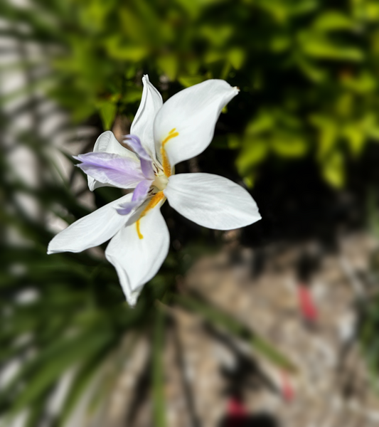Close-up of a Dietes grandiflora bloom featuring delicate white petals with purple and orange markings, exemplifying its beauty and suitability for South East Queensland gardens.
