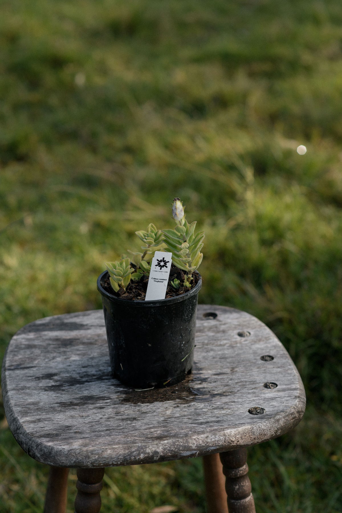 A small potted Coleus caninus plant in a black nursery pot sits on a weathered wooden stool outdoors, with a blurred grassy lawn in the background.