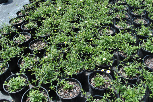 Array of Erigeron karvinskianus plants in black nursery pots, displaying dense growth with small green leaves and delicate white daisy-like flowers, perfect for ground cover and borders in gardens.