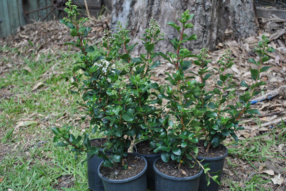 Group of Escallonia Iveyi 'White Escallonia' in small black pots