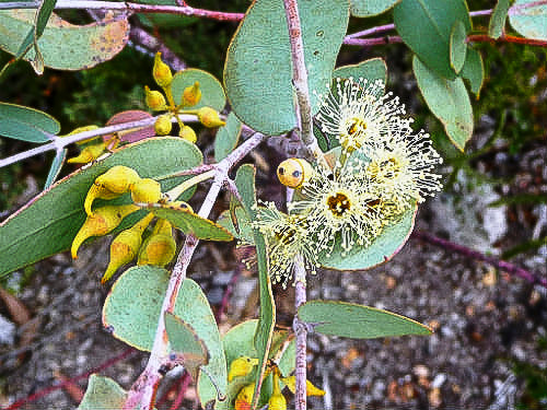 Close up photo of the fruit and flowers on the Eucalyptus gillii