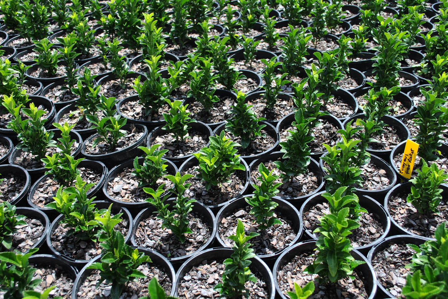 Neat rows of Euonymus 'Green Rocket' plants in black nursery pots, each displaying vibrant green, upright foliage, ready for garden planting.