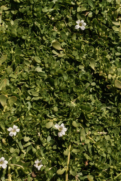 The Orchard Friends Plant Pack showcases vibrant green foliage, small oval leaves, and clusters of five-petaled white flowers. Perfect for wildlife gardens, it attracts pollinators while adding natural beauty and texture to any sunlit outdoor space.
