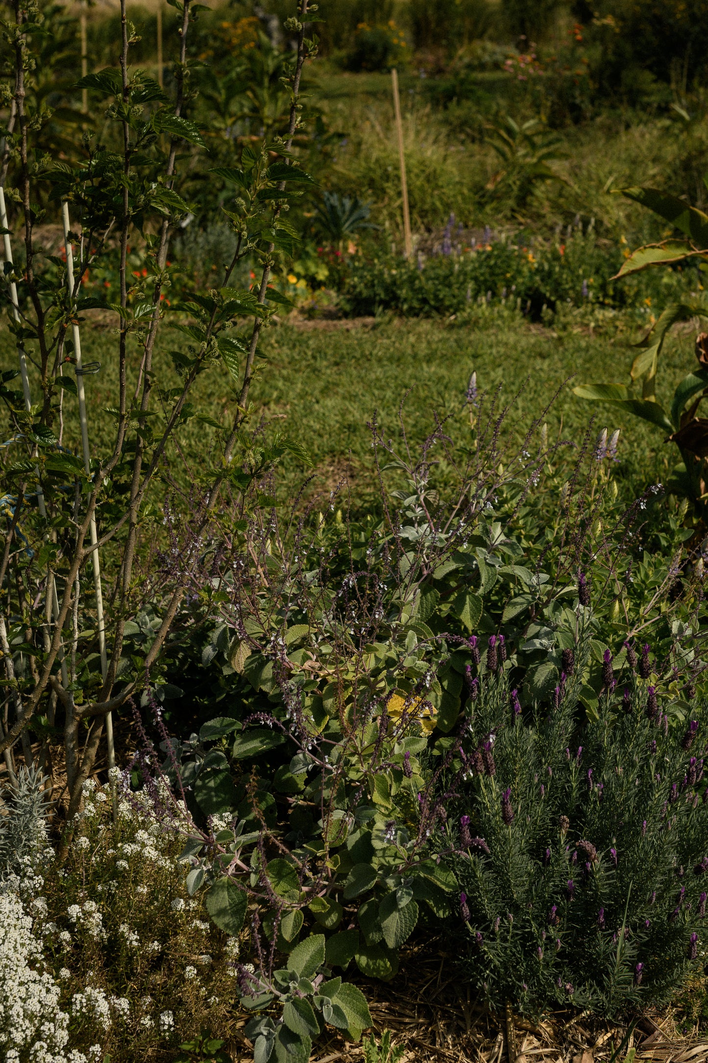 The Orchard Friends Plant Pack features dense greenery, vibrant purple lavender, elegant white blooms, and tall border plants—perfect for wildlife gardens. Create lively layers and stunning natural beauty along winding grassy paths to attract bees and butterflies.