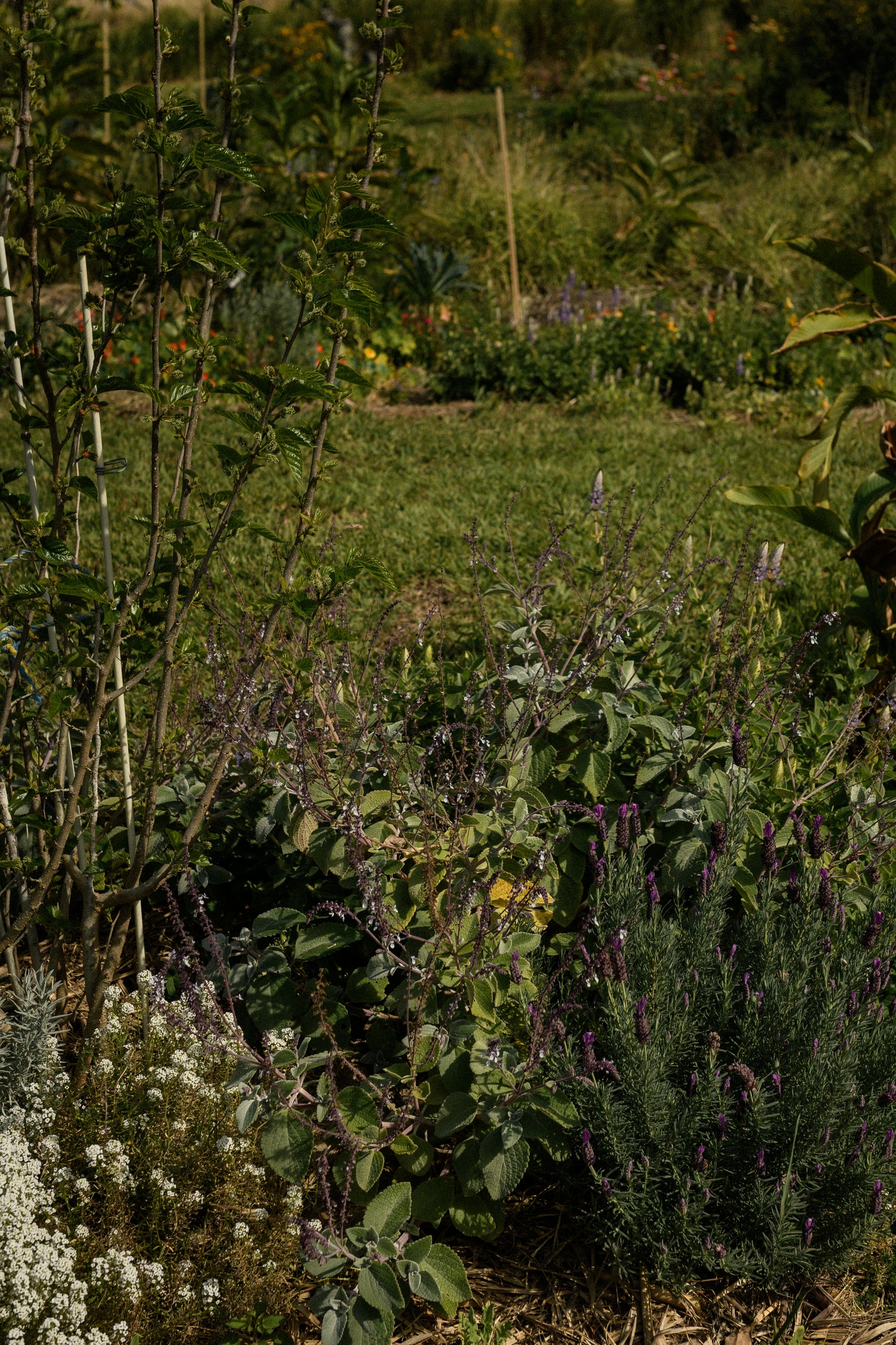 The Orchard Friends Plant Pack features dense greenery, vibrant purple lavender, elegant white blooms, and tall border plants—perfect for wildlife gardens. Create lively layers and stunning natural beauty along winding grassy paths to attract bees and butterflies.