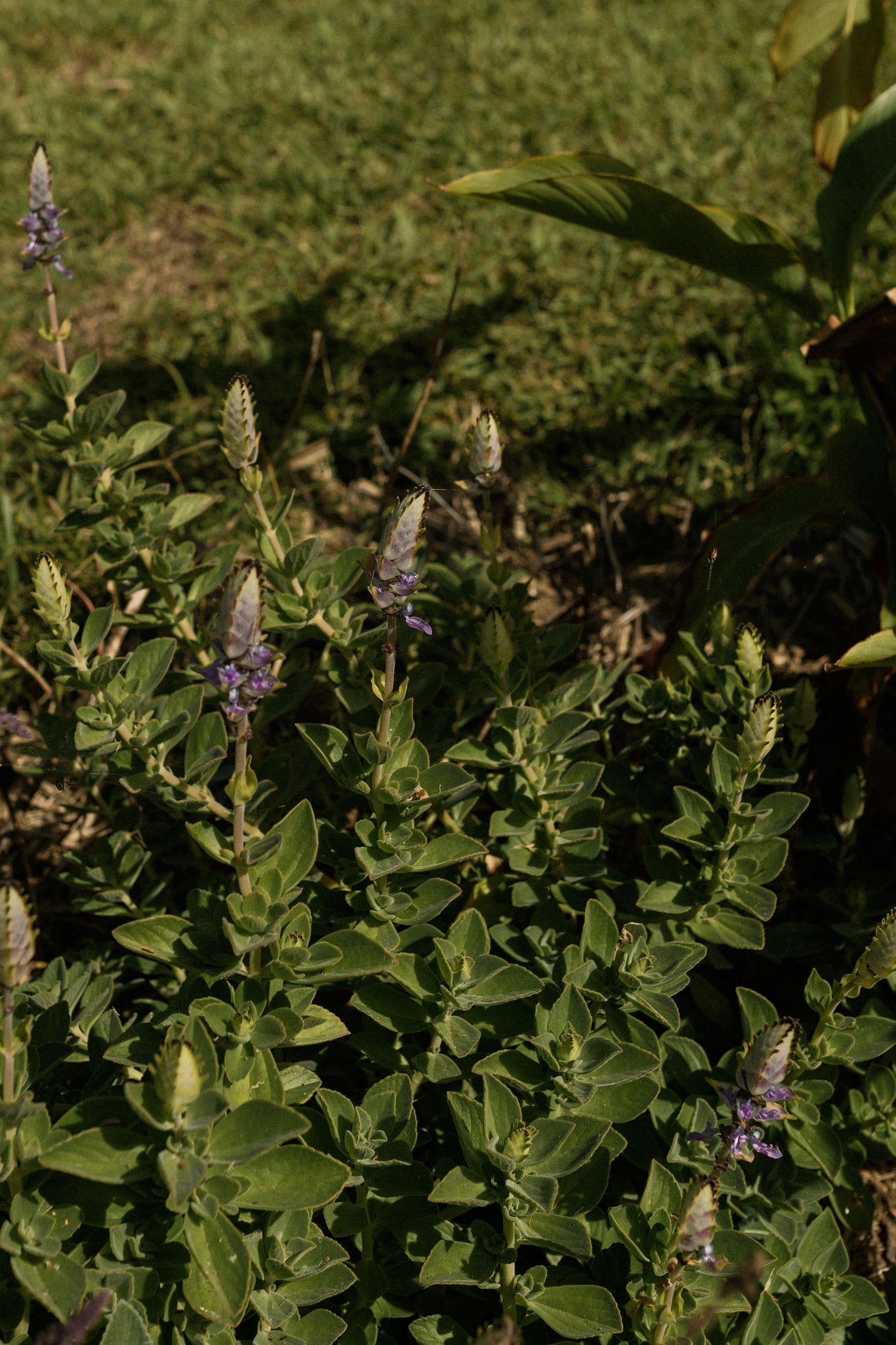 The Orchard Friends Plant Pack showcases vibrant upright green leaves and striking purple-tinged buds, creating a lush backdrop for sunny gardens. Ideal for wildlife gardens, it attracts pollinators and thrives alongside lawns or in layered plantings.