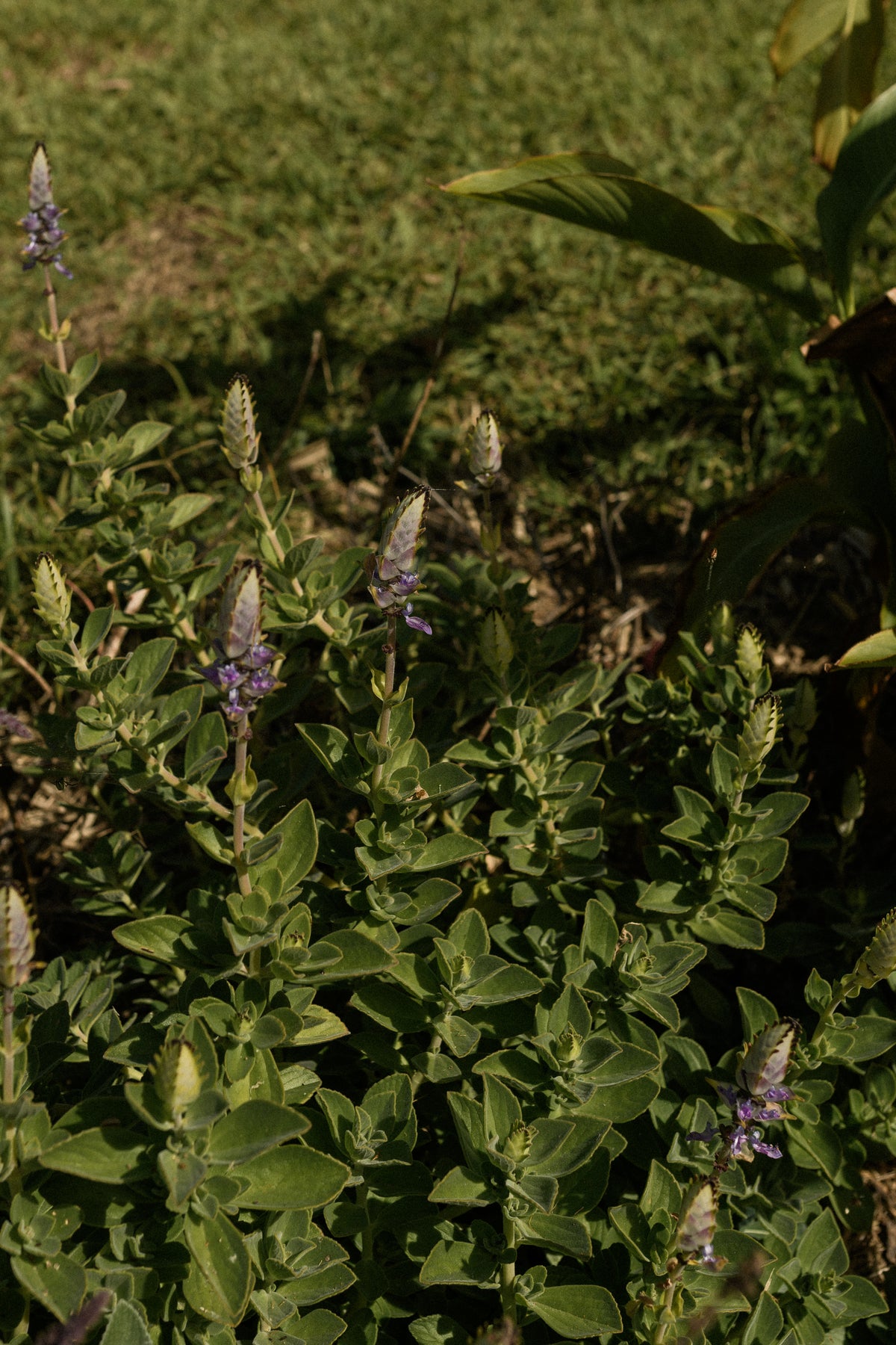 The Orchard Friends Plant Pack showcases vibrant upright green leaves and striking purple-tinged buds, creating a lush backdrop for sunny gardens. Ideal for wildlife gardens, it attracts pollinators and thrives alongside lawns or in layered plantings.