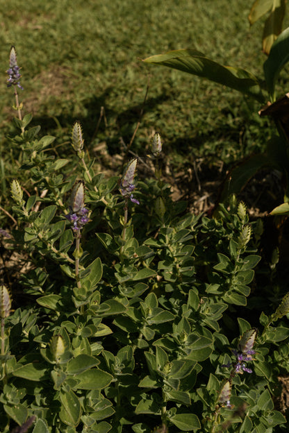 The Orchard Friends Plant Pack showcases vibrant upright green leaves and striking purple-tinged buds, creating a lush backdrop for sunny gardens. Ideal for wildlife gardens, it attracts pollinators and thrives alongside lawns or in layered plantings.
