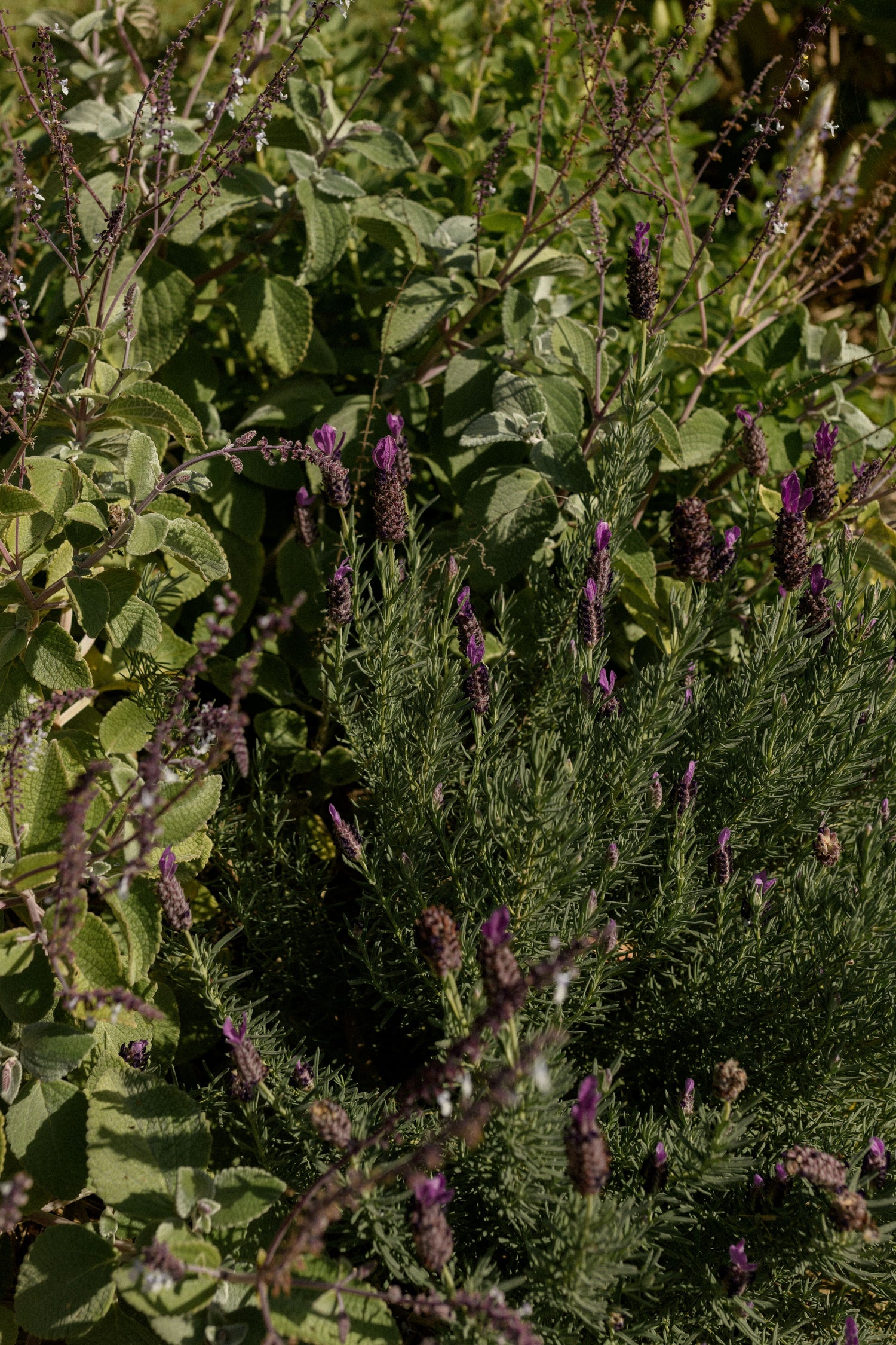 Lush green foliage fills this Orchard Friends Plant Pack, featuring tall stems topped with vibrant purple blooms and a mix of textured, feathery leaves. Ideal for wildlife gardens, its unique flowers attract pollinators as sunlight dances through the display.