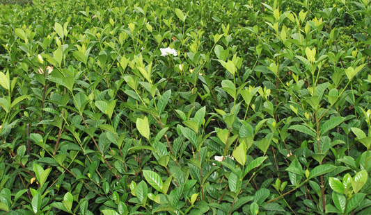 The Gardenia Aimee Yoshiba boasts shiny, broad leaves enveloping the entire frame, adorned with dense green foliage and a few fragrant flowers.