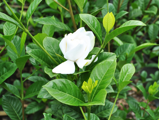 Gardenia augusta 'Florida' plant with glossy green leaves and a bright white flower in a nursery pot.