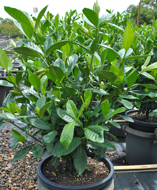 Healthy Gardenia Magnifica plant in a black pot, displaying dark green leaves and new growth in a nursery environment.