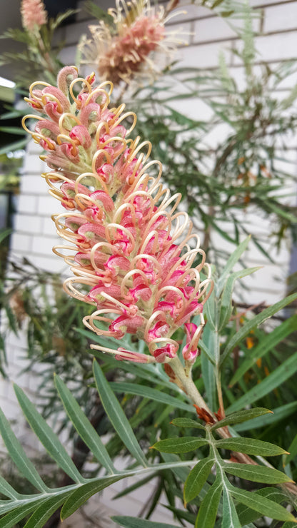 Close up of the grevillea misty pink flower with its lighter and darker pink shades and yellow tendrils