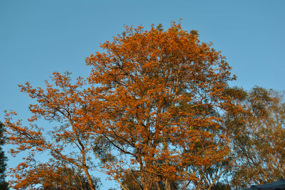 Majestic Grevillea robusta 'Silky Oak' in full bloom under a clear sky, showcasing its vibrant golden-orange flowers and lush green foliage, perfect for adding a dramatic touch to large landscapes.