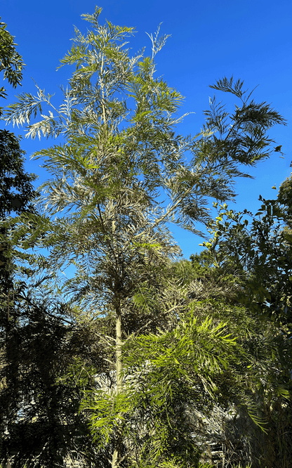 Tall Grevillea Robusta, commonly known as Silky Oak, with lush green foliage against a clear blue sky in a garden setting.