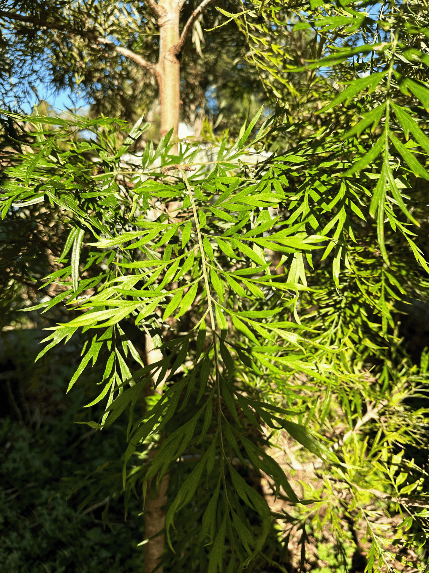 Close-up of Grevillea Robusta foliage showcasing its intricate green leaves and textured branches in a sunny garden environment.