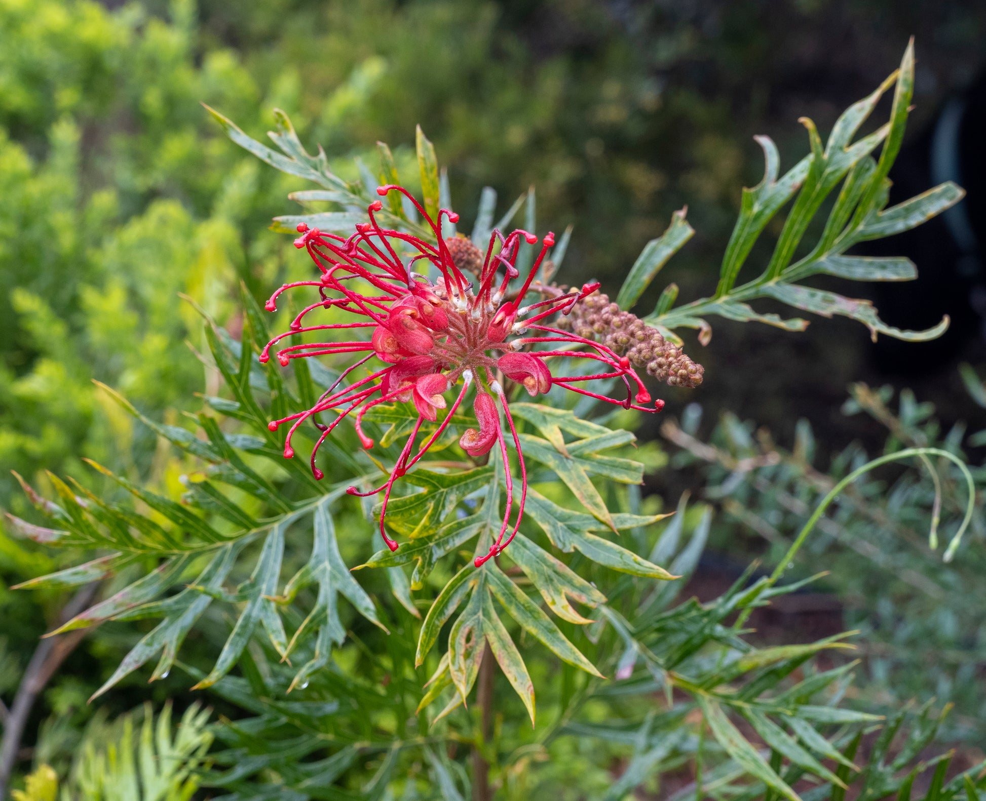 Close up photo of the red flower and seed pod on the Grevillea Robyn Gordon