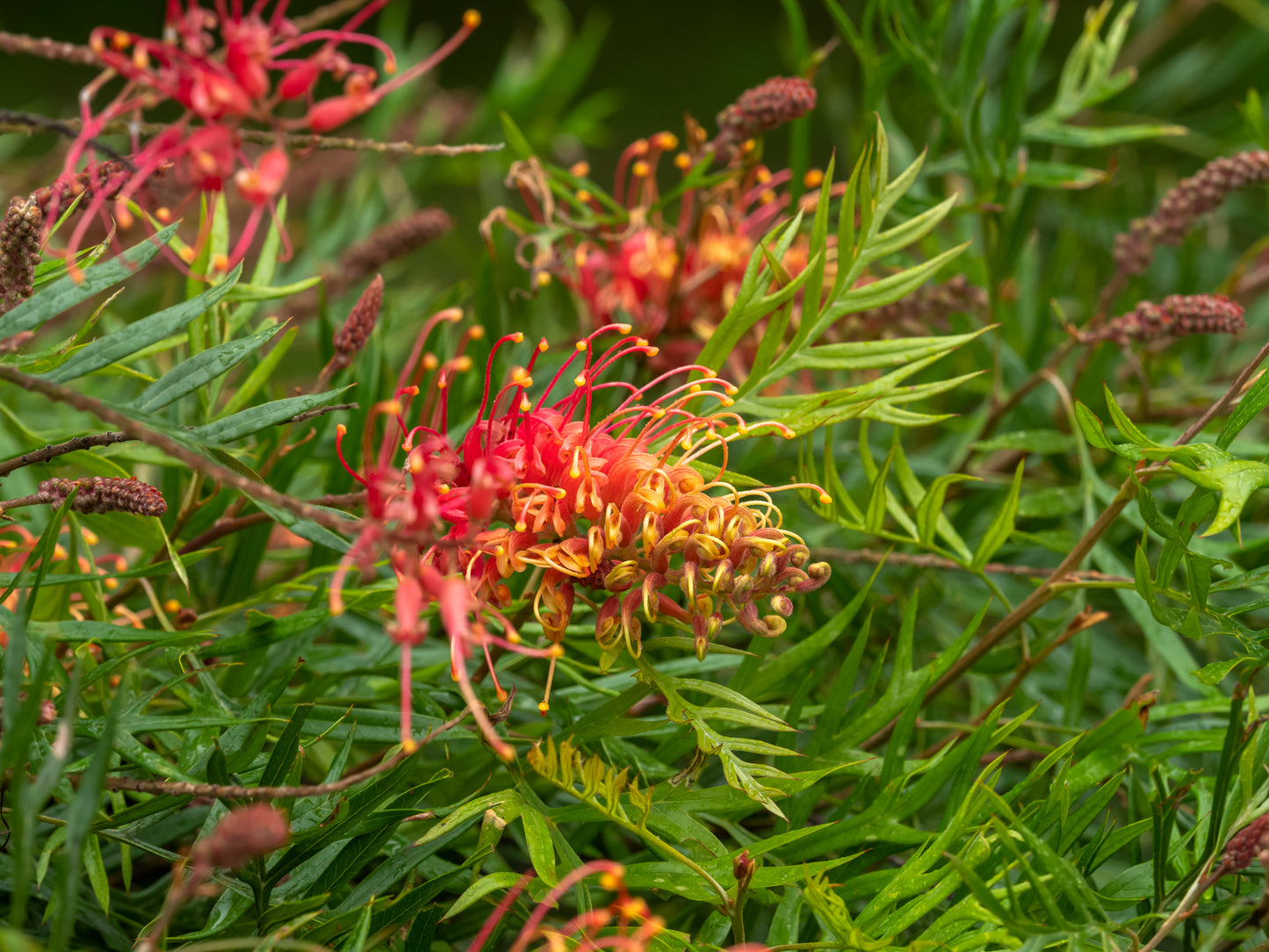 Lovely red and yellow flower on the grevillea superb plant