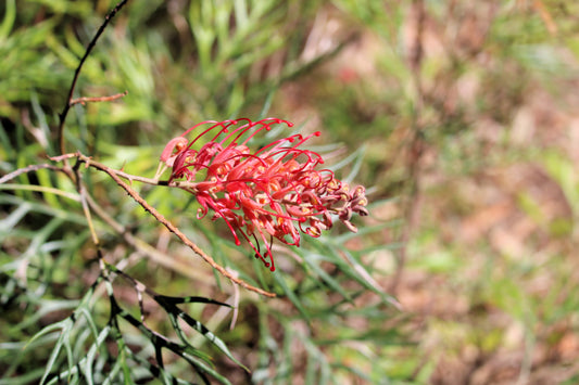 Lush Grevillea 'Robyn Gordon' showcasing its distinctive bright red flowers with long, curly stamens against a backdrop of green foliage, ideal for attracting nectar-feeding birds.